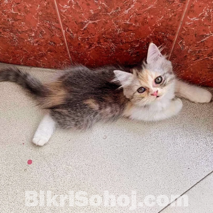 Persian Cat female